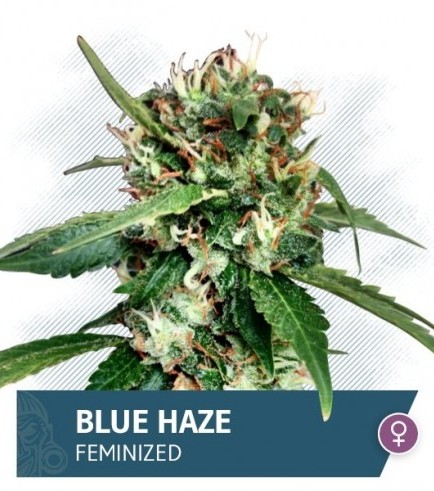 Blue Haze (Zamnesia Seeds)