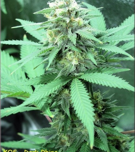 Dark Rhino (Kingdom Organic Seeds)