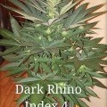 Dark Rhino (Kingdom Organic Seeds)
