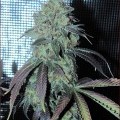 Coma Cluster (Kingdom Organic Seeds)