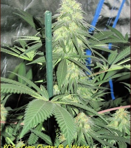 Coma Cluster (Kingdom Organic Seeds)