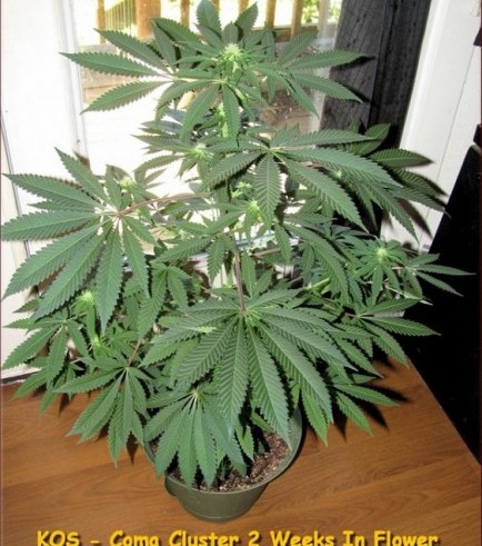 Coma Cluster (Kingdom Organic Seeds)