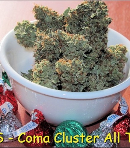 Coma Cluster (Kingdom Organic Seeds)