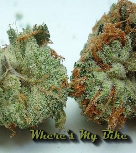 Where's My Bike (Karma Genetics)