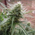 Cherry Malawi (Kingdom Organic Seeds)