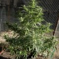 Cherry Malawi (Kingdom Organic Seeds)