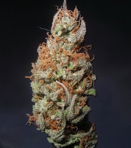 Island Sweet Skunk (Next Generation Seed Company)