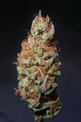 Island Sweet Skunk