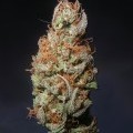 Island Sweet Skunk (Next Generation Seed Company)