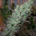 Island Sweet Skunk (Next Generation Seed Company)