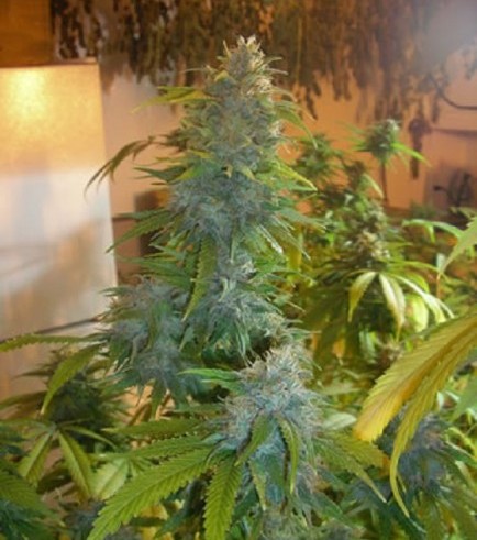 Grapefruit Kush (Next Generation Seed Company)