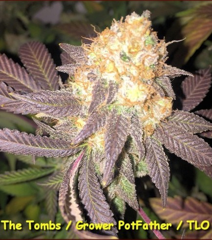 The Tombs (Kingdom Organic Seeds)