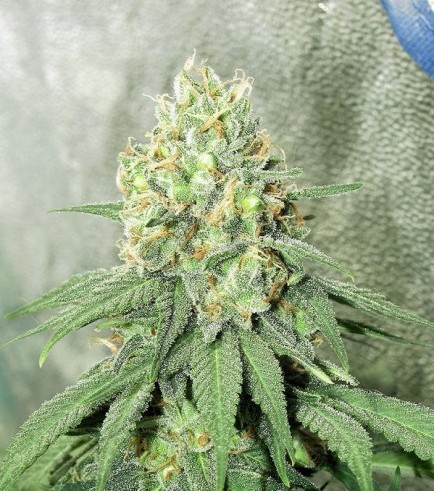 Iron Cindy (Kingdom Organic Seeds)