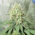 Iron Cindy (Kingdom Organic Seeds)