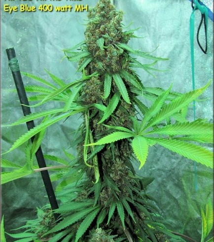 Iron Cindy (Kingdom Organic Seeds)