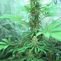 Iron Cindy (Kingdom Organic Seeds)