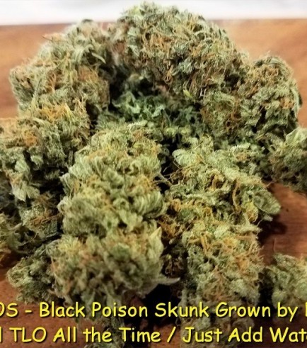 Black Poison Skunk (Kingdom Organic Seeds)