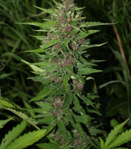 BC Early Blueberry (Next Generation Seed Company)