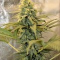 Hemmy Black (Kingdom Organic Seeds)