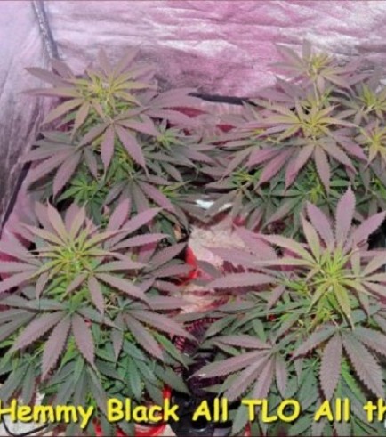 Hemmy Black (Kingdom Organic Seeds)