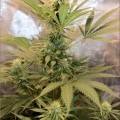 Hemmy Black (Kingdom Organic Seeds)