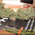 Dark Dragon (Kingdom Organic Seeds)