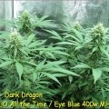 Dark Dragon (Kingdom Organic Seeds)