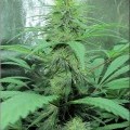 Dark Dragon (Kingdom Organic Seeds)