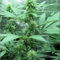 Dark Dragon (Kingdom Organic Seeds)