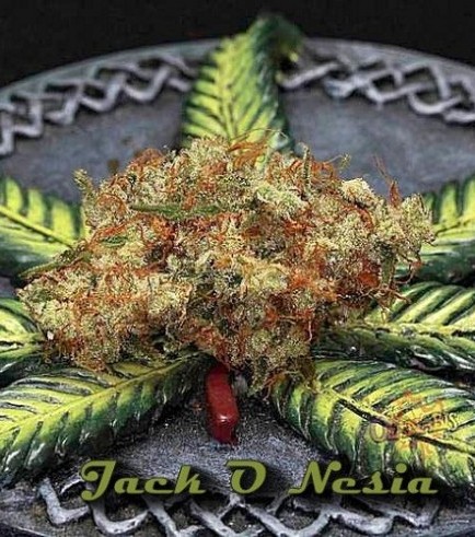 Jack O Nesia (Karma Genetics)