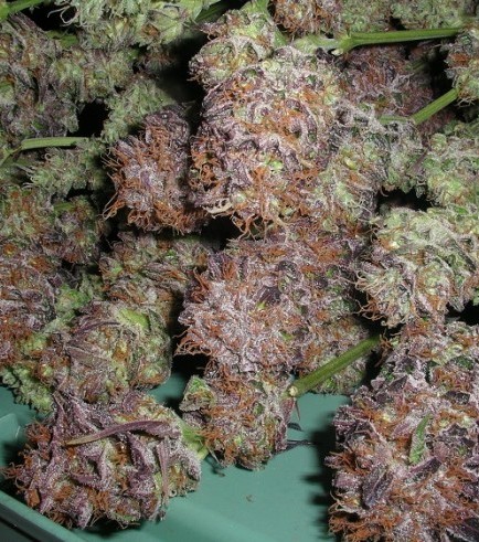 NY Purple Diesel (Next Generation Seed Company)