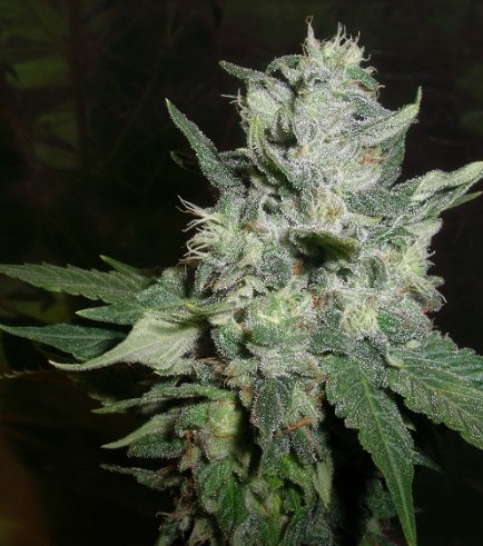 Romulan Kush (Next Generation Seed Company)