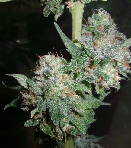 Romulan Kush (Next Generation Seed Company)