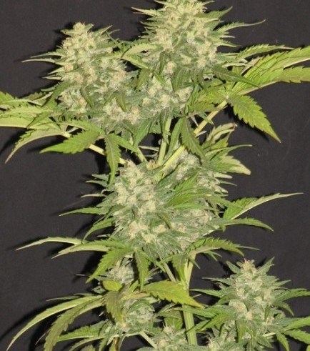 Critical Super Silver Haze (Delicious Seeds)