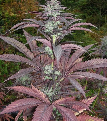 Purple Romulan (Next Generation Seed Company)