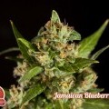 Jamaican Blueberry BX (Philosopher Seeds)