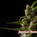 Jamaican Blueberry BX (Philosopher Seeds)