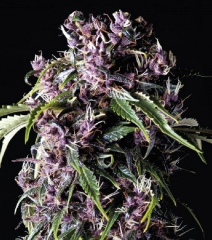 Purple (Pyramid Seeds)