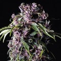 Purple (Pyramid Seeds)