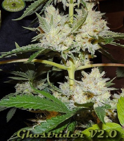 Ghostrider (Karma Genetics)