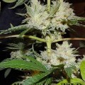 Ghostrider (Karma Genetics)