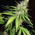 Top 44 (Homegrown Fantaseeds)