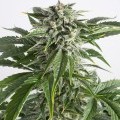 Bubba Kush Autoflowering (Dinafem)