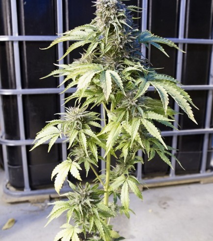 Bubba Kush Autoflowering (Dinafem)