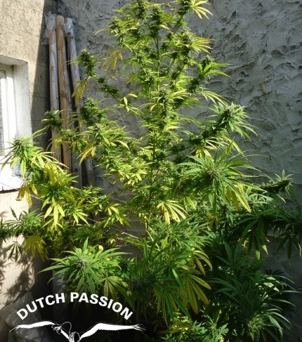 Pamir Gold (Dutch Passion)