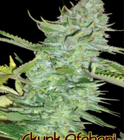 Skunk Afghani (Original Sensible Seeds)