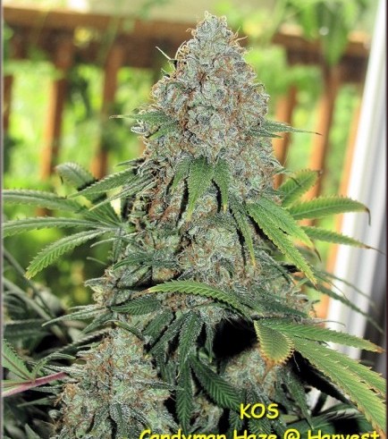 Candyman Haze (Kingdom Organic Seeds)