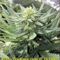 Candyman Haze (Kingdom Organic Seeds)