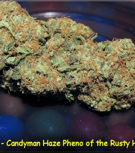 Candyman Haze (Kingdom Organic Seeds)