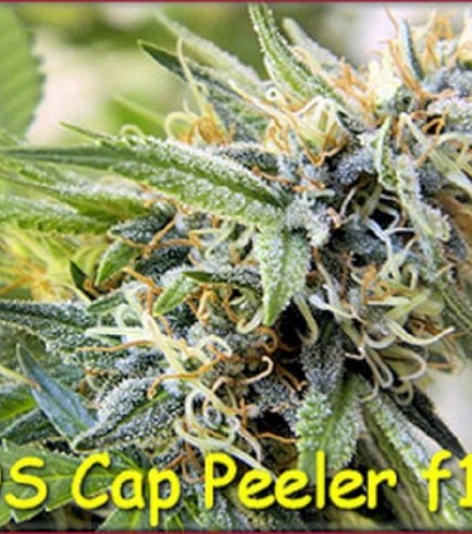 Cap Peeler (Kingdom Organic Seeds)